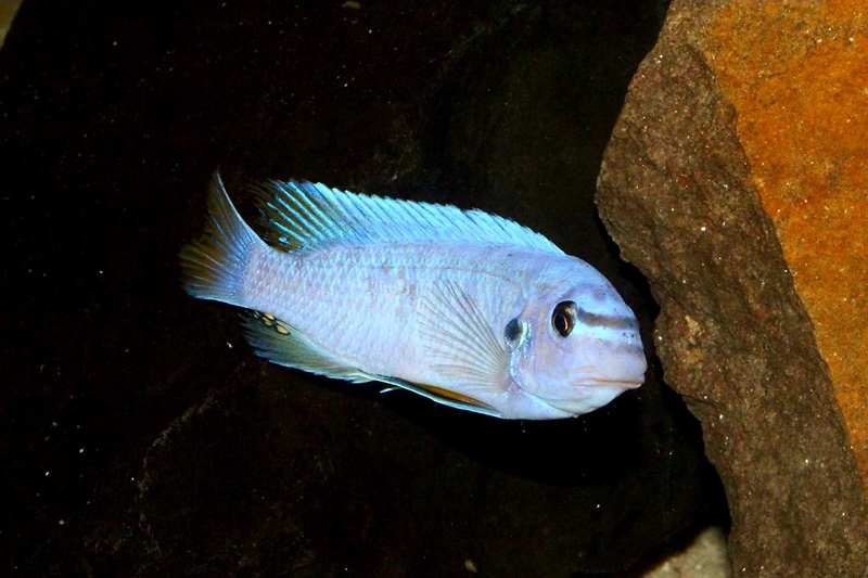 Labeotropheus fuelleborni 'Mbenji Island'